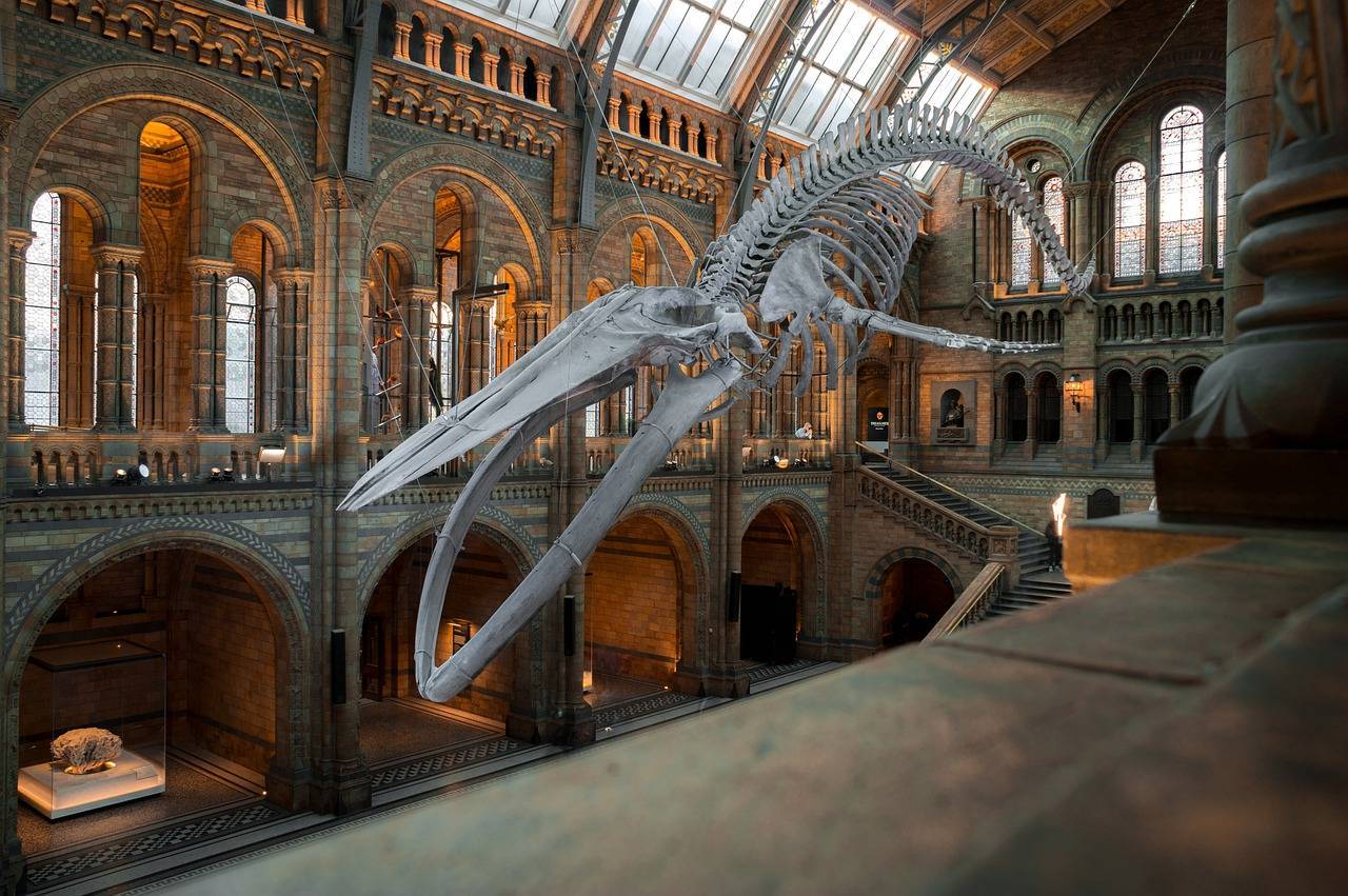 Музей естественной истории в лондоне (museum of natural history) - история создания и экспонаты