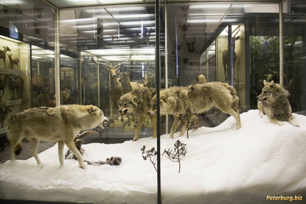Интересные экспонаты из коллекции зоологического музея - портал культура петербурга