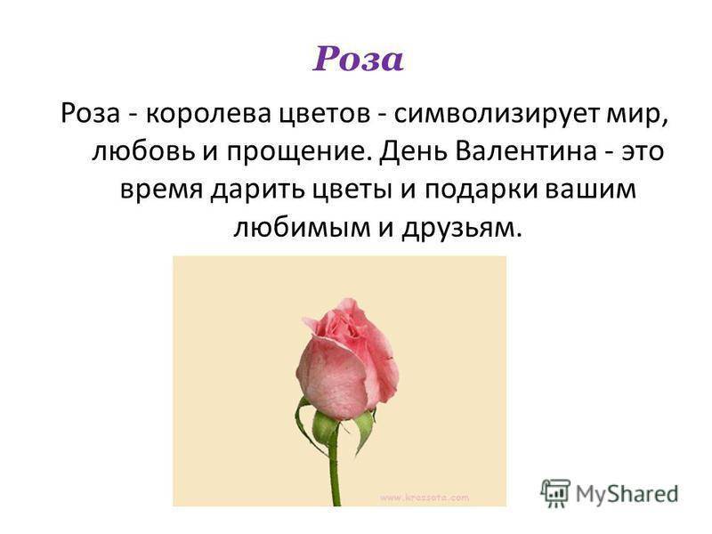Язык цветов розы — что означают коралловые, красные и белые, 5, 11, 13, 15