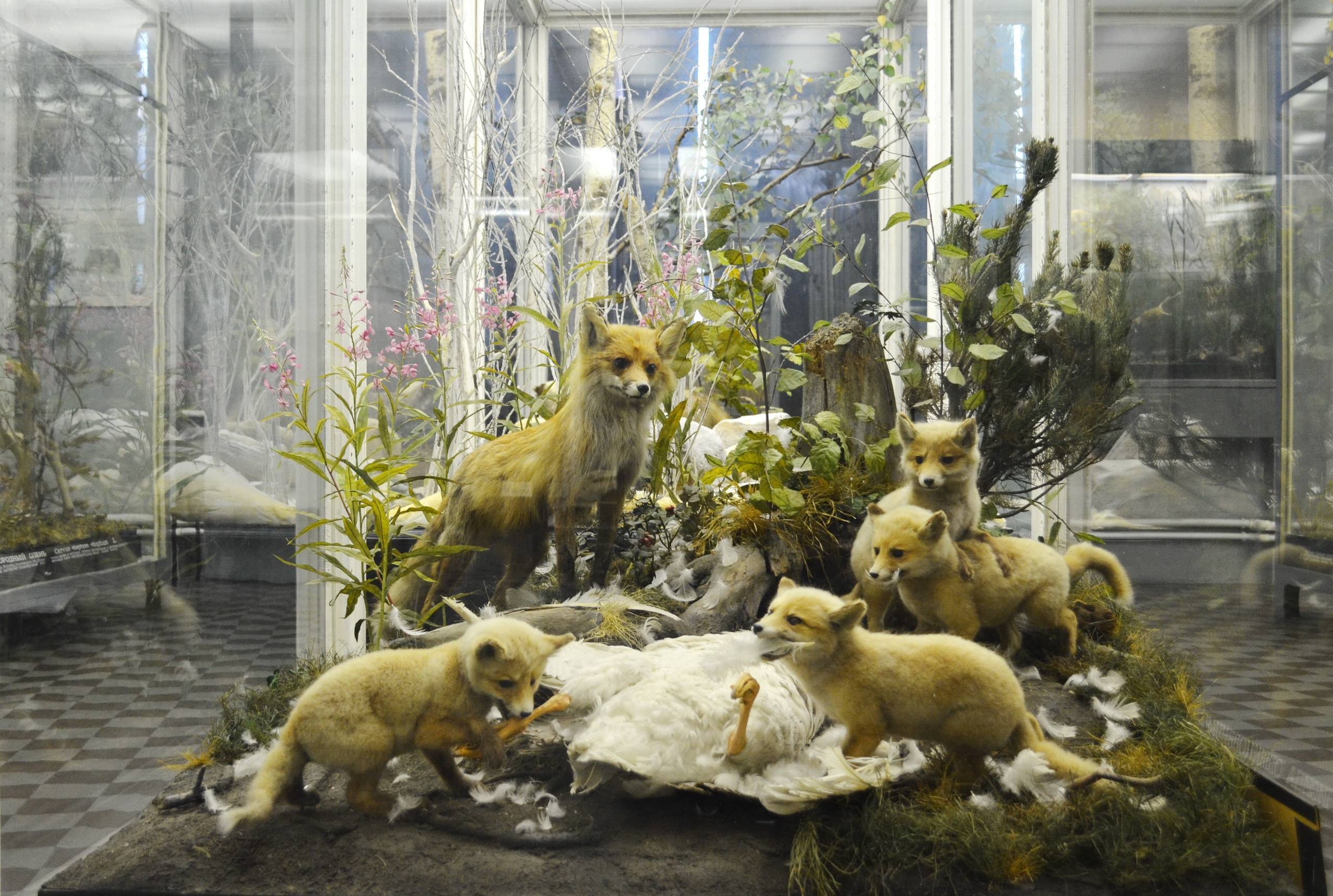 Зоологический музей ран в санкт-петербурге – экспонаты со всех уголков земного шара!