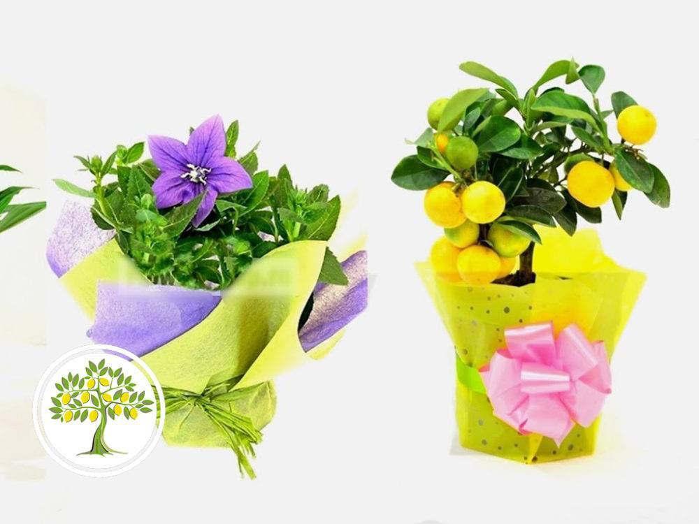 Какой комнатный цветок лучше подарить? как выбрать цветок на подарок, какие цветы нельзя дарить