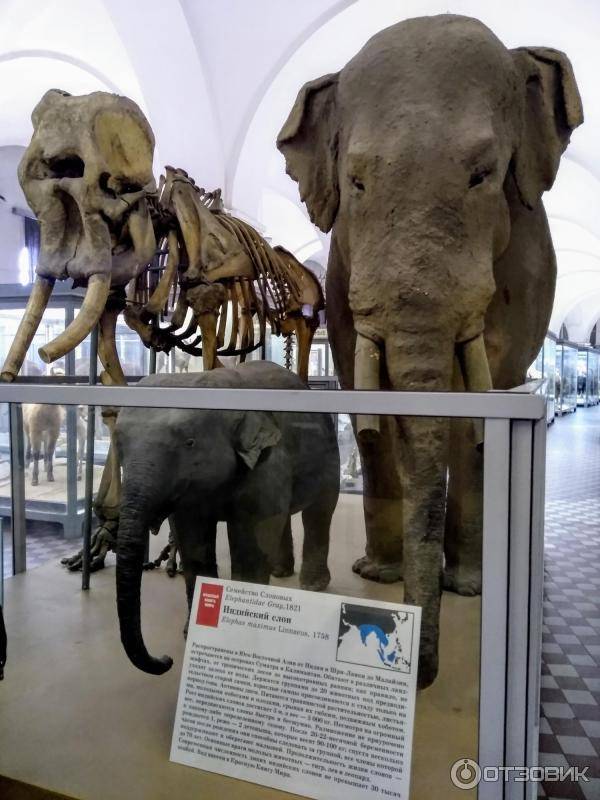 Зоологический музей санкт-петербурга