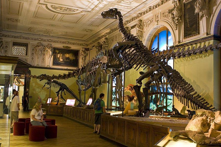 Музей естественной истории в лондоне — обзор и информация | fiestino.ru