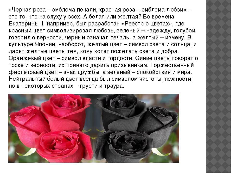 Расшифровка цвета роз для дарителя