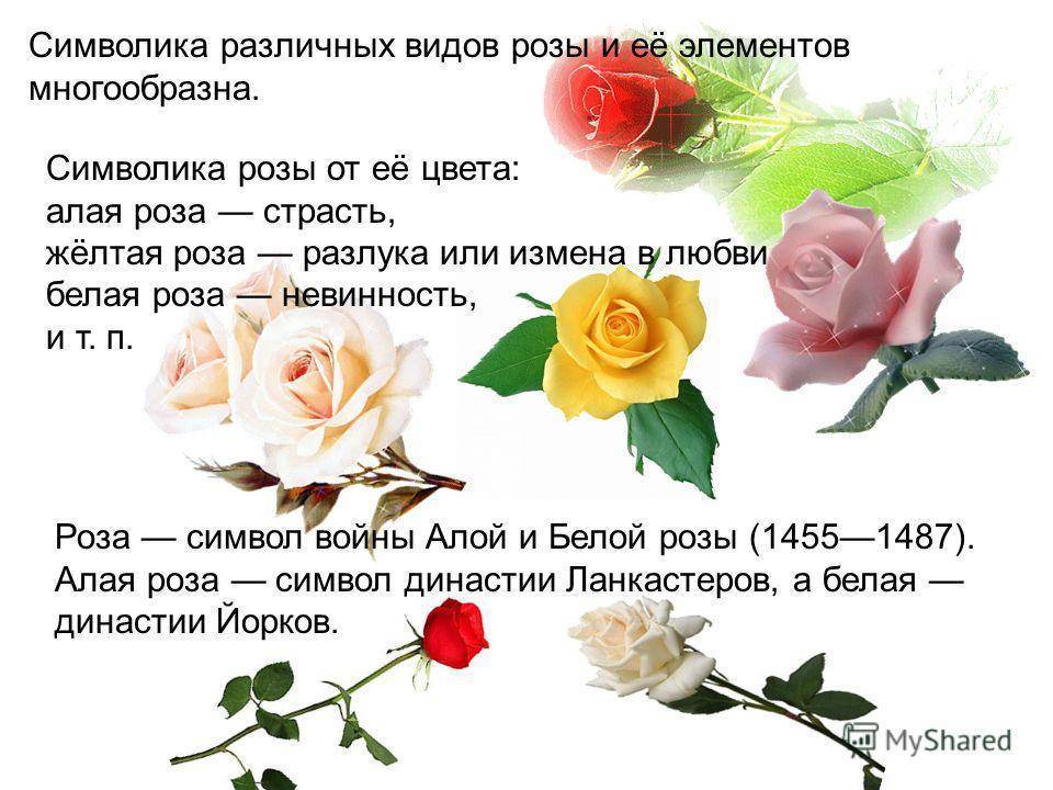 Расшифровка цвета роз для дарителя