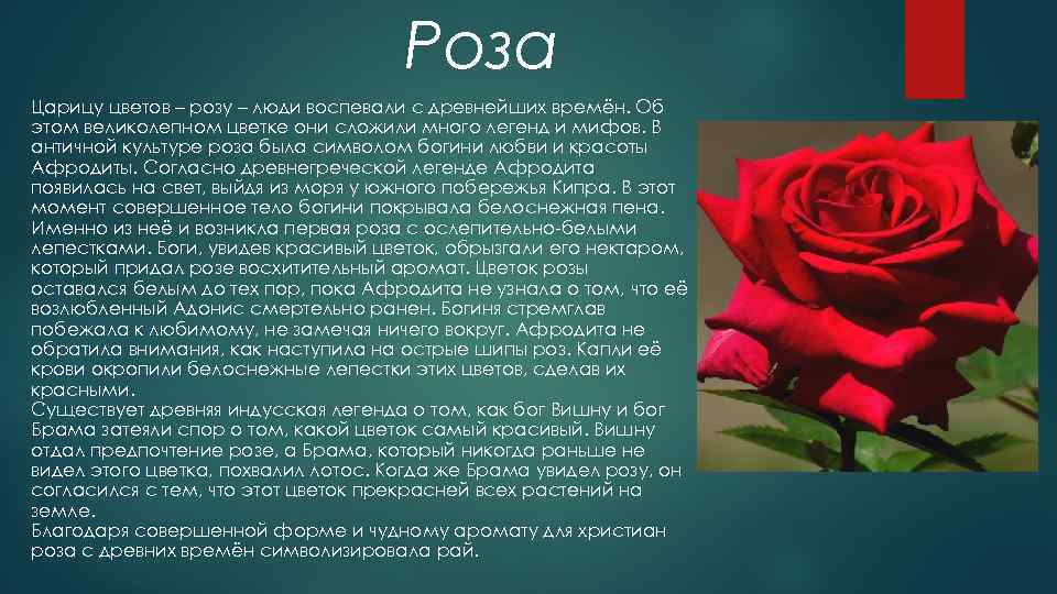 Символическое значение цвета роз: кому какие дарить?