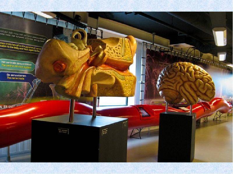 Музей человеческого тела в нидерландах — описание и фото | fiestino.ru