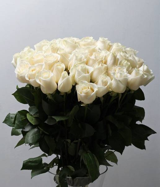 Приметы про белые розы - к чему и кому дарят и когда дарить не стоит?