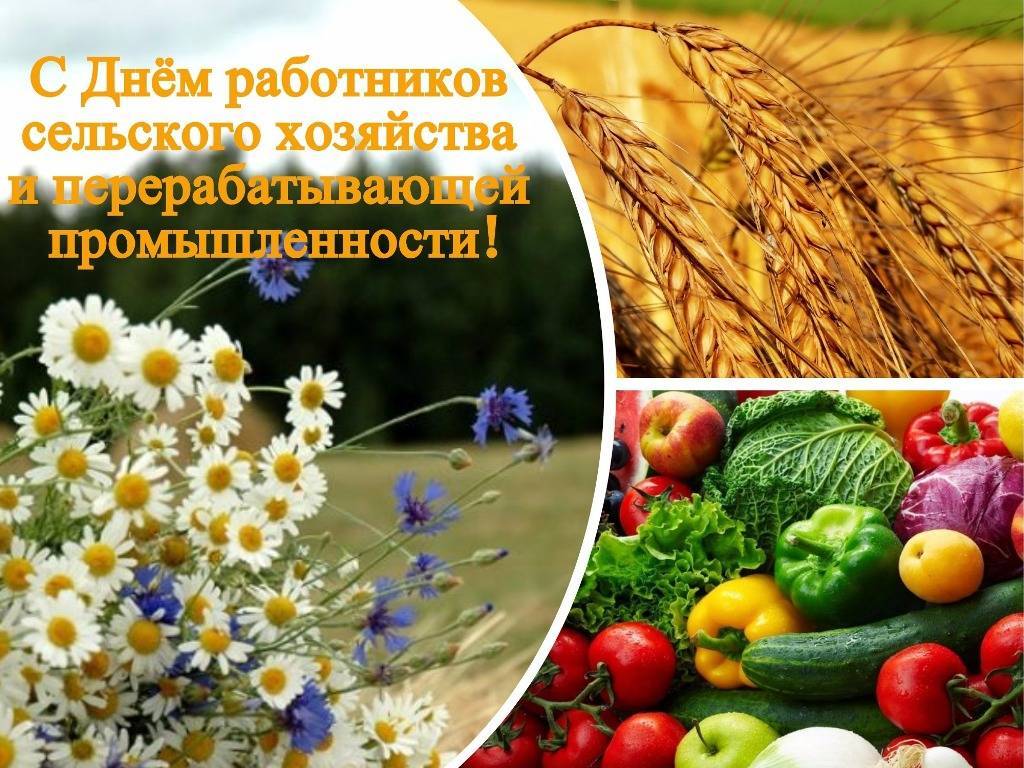 День работника сельского хозяйства: как отмечают праздник в россии?