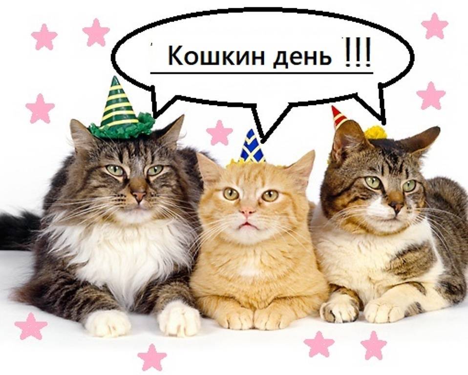 Когда отмечают день кошек в 2020 году в россии: дата праздника и история