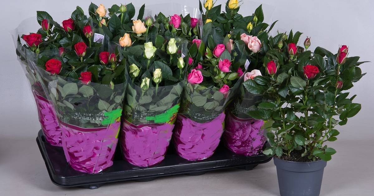Узнайте, можно ли дарить комнатные цветы в горшках на день рождения, какие есть приметы