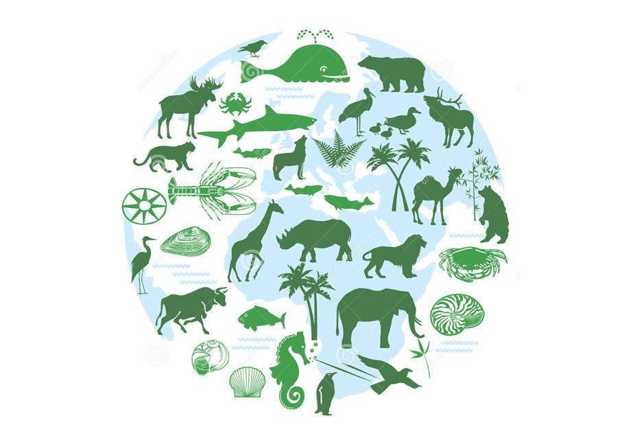 Международный день биологического разнообразия. когда отмечают, история праздника, приметы | кто?что?где?