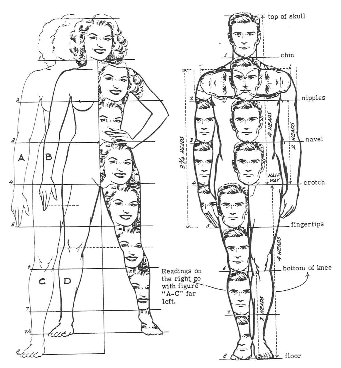 Пропорции головы и тела человека
