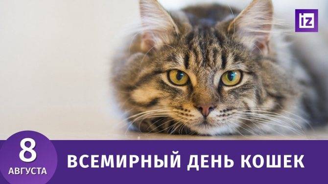 День котят 2021 отмечается 10 июля всеми любителями кошек