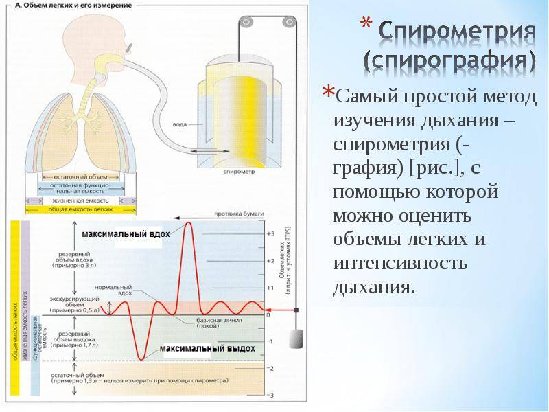 Количество легких. Нормальный объем легких спирометр. Измерение емкости легких. Дыхательный объем легких измерение. Методы измерения легочных объемов.