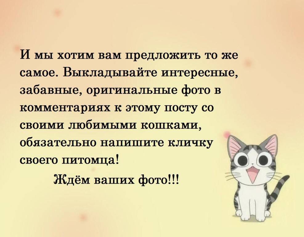 День кошек: в россии и странах мира