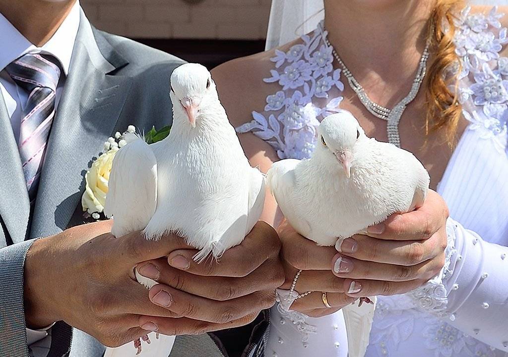 Голуби на свадьбу - интересные идеи и особые впечатления (66 фото)