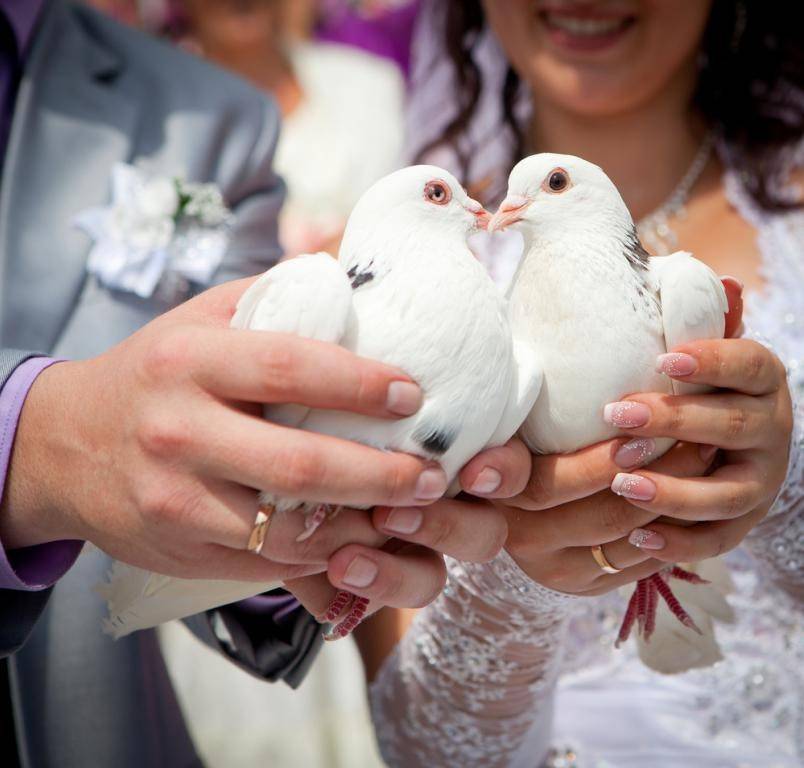 Выпуск голубей на свадьбу: зачем выпускают птиц, символом чего они являются, как правильно организовать запуск белых голубей и фотосессию с ними