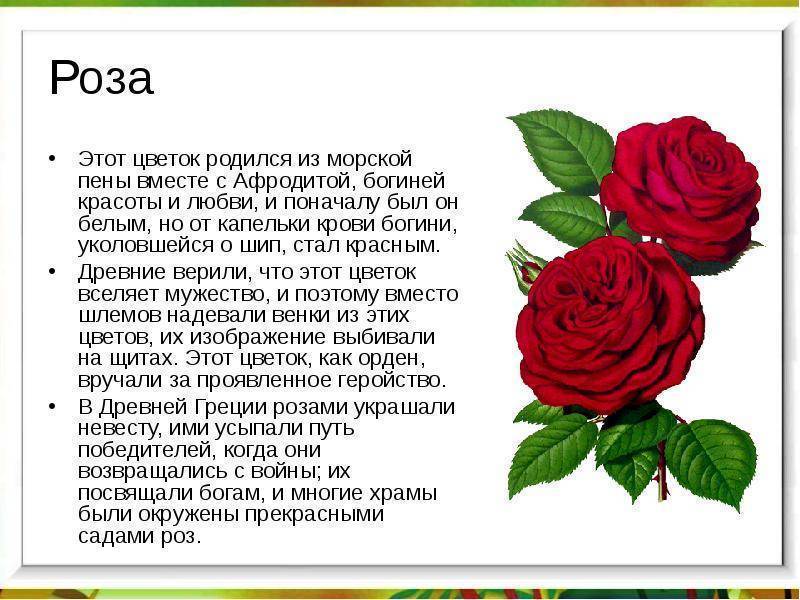 Красные и розовые розы - что означают на языке цветов