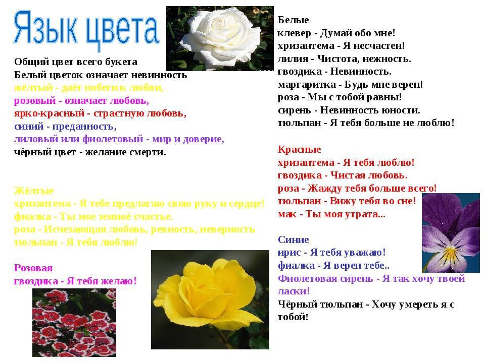Роза - язык цветов - краски мира - медиаплатформа миртесен