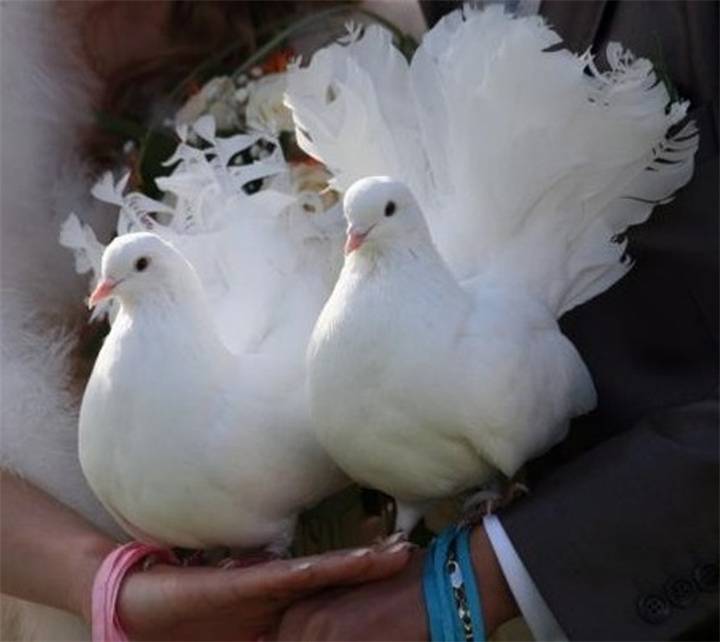 Голуби на свадьбе - традиции, приметы и запуск птиц