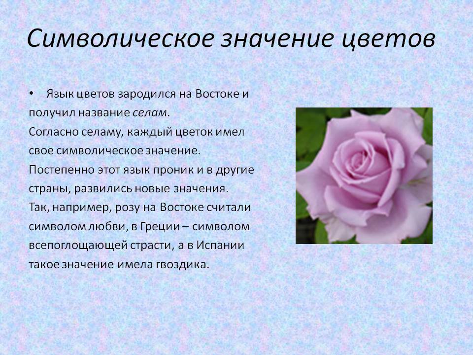Значение розы, магические свойства, цвет и количества роз в букете