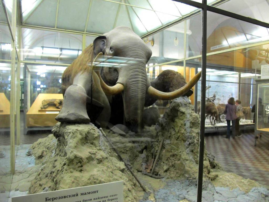 Зоологический музей ран: экспозиции, адрес, телефоны, время работы, сайт музея