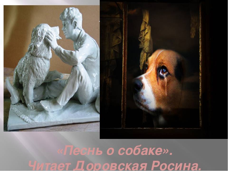 С есенин стихотворение "собаке качалова" дай, джим, на счастье... + анализ и текст - блог stihirus24