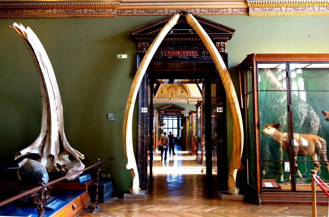 вена венский музей естествознания. вена венский музей естествознания. музей естествознания вена. музей естествознания, вена, австрия. музей естествознания, вена, австрия внутри.