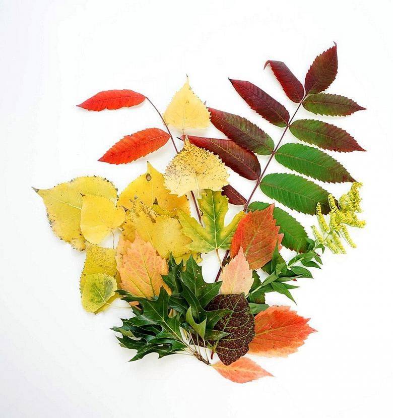 Поделки из листьев своими руками для детей, пошаговые мастер-классы с фото. поделки из листьев на тему «осень»