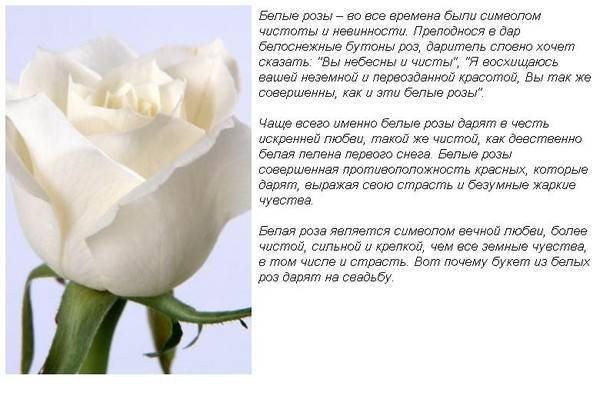 К чему дарят белые розы: приметы и традиции