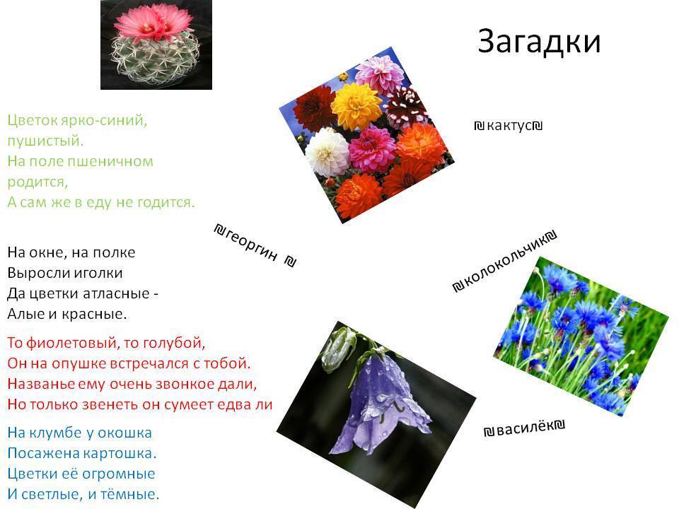 Найти ответ цвета. Загадки про цветы. Цветочные загадки. Интересные загадки о цветах. Интересные загадки про цветы.