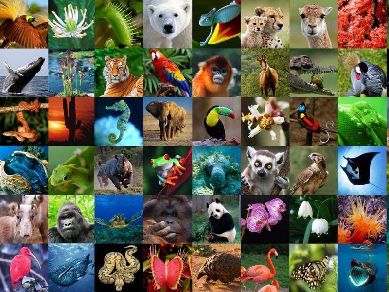 Международный день биологического разнообразия | организация объединенных наций