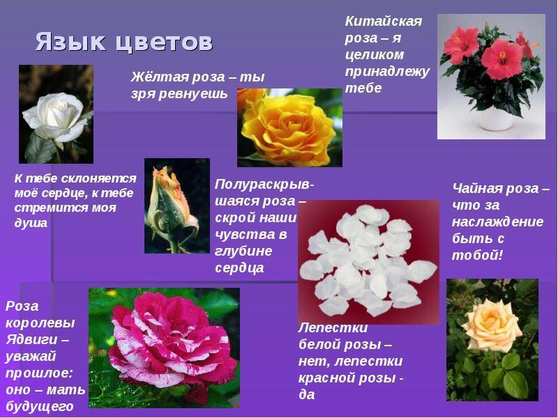 Что символизируют белые розы