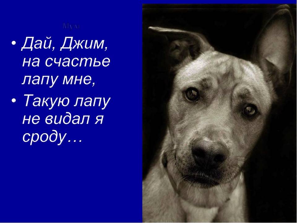 Сергей есенин — собаке качалова (дай, джим, на счастье лапу мне): стих